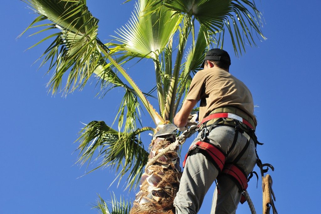 Worker cutting palm tree fronds