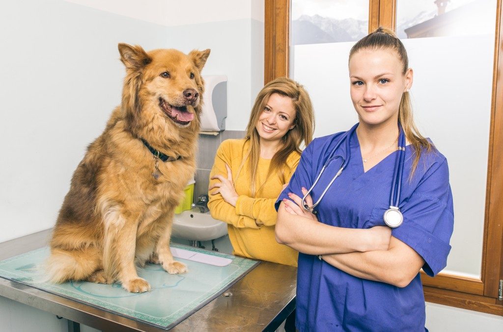 pet check-up