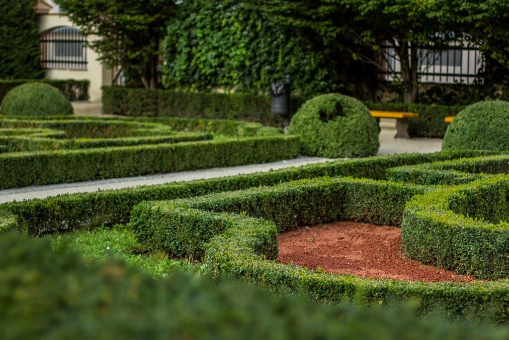 landscaping with hedges