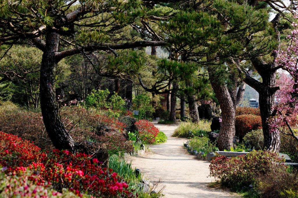 Patn full of flowers and trees